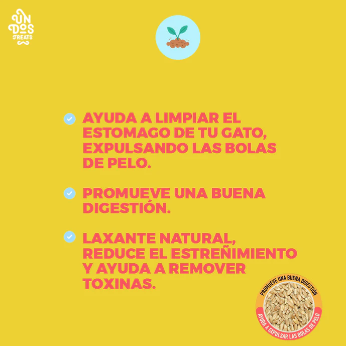 cs3 Catgrass seeds semillas de avena y cebada para gatos