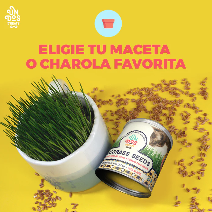 cs4 Catgrass seeds semillas de avena y cebada para gatos