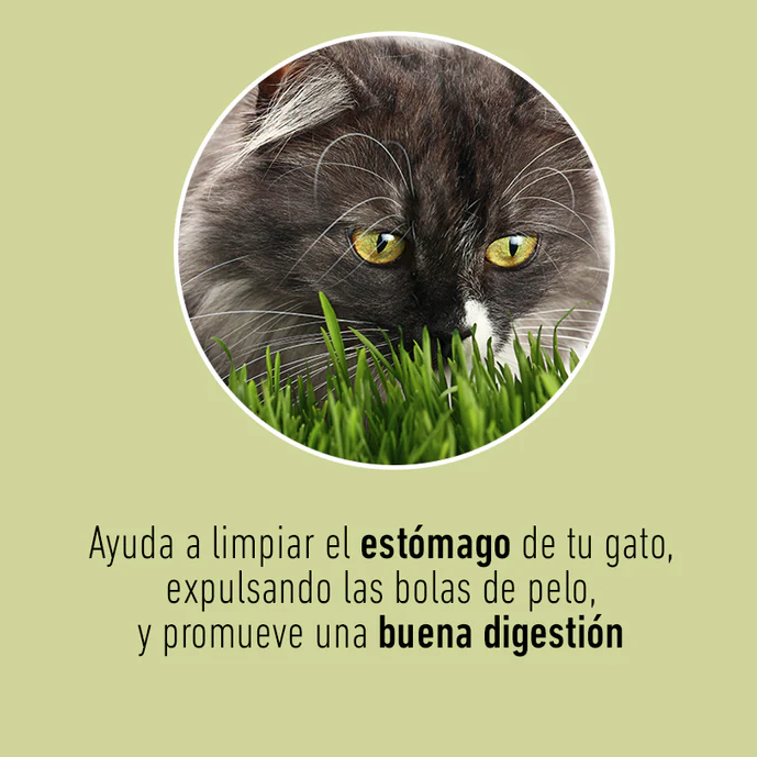 pgt3 Cat Grass Mix Avena y Cebada, Pasto para Gato