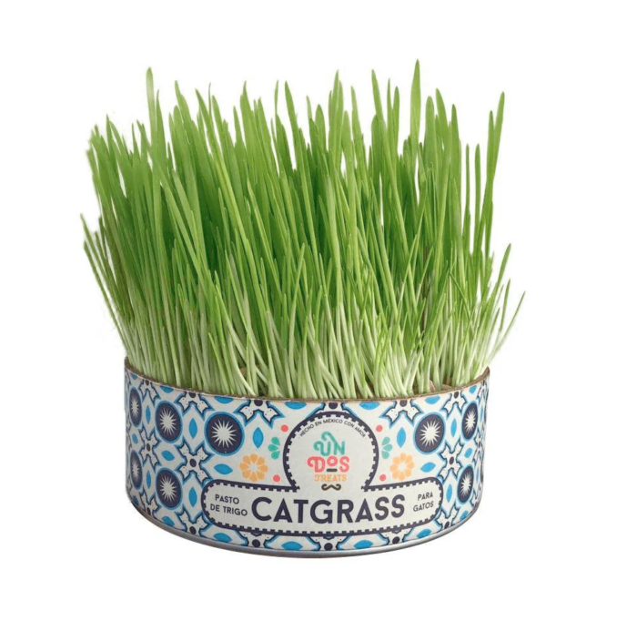 tr1 Catgrass de Trigo, Pasto para Gato