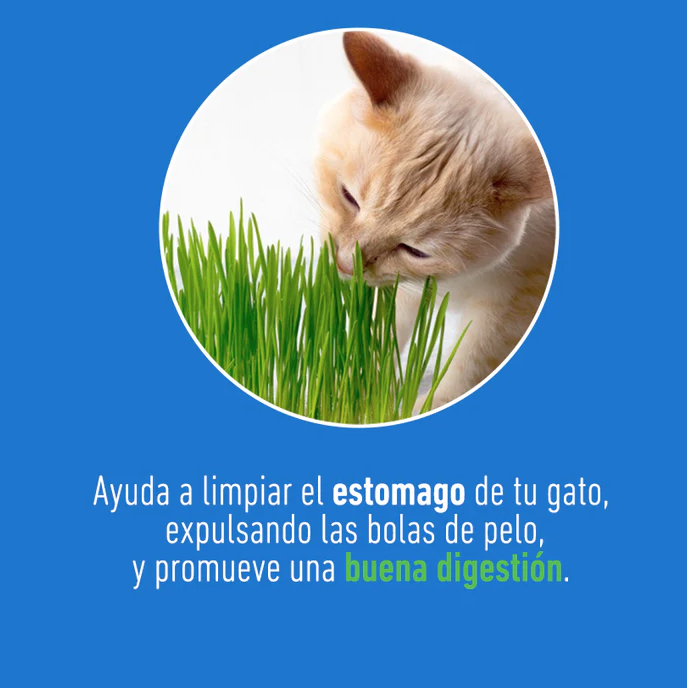 tr2 Catgrass de Trigo, Pasto para Gato